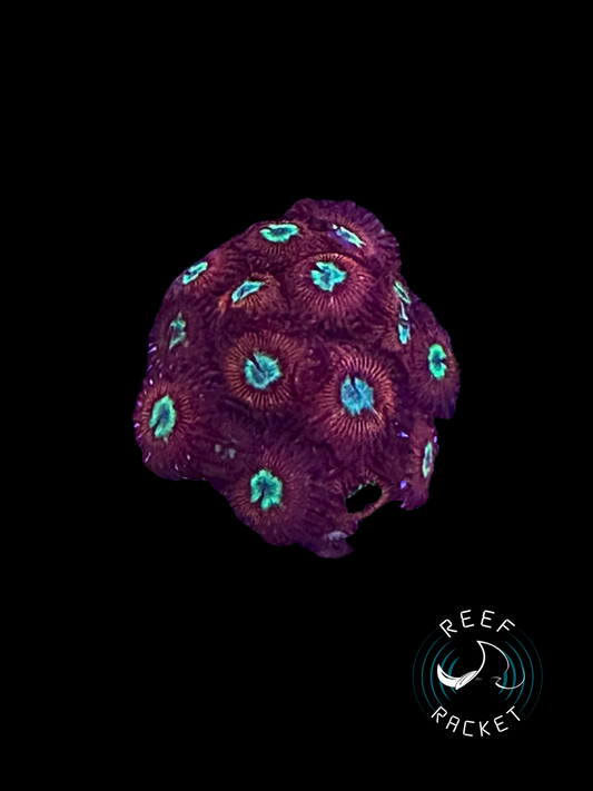 RRL Vampire Eye Zoas - 1B