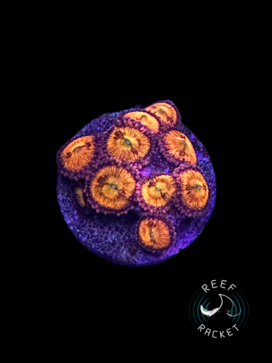 “Halle Berry” Zoas