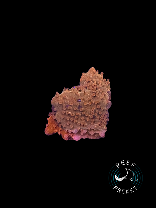 RRL Orange Sherbet Montipora Setosa- 1C