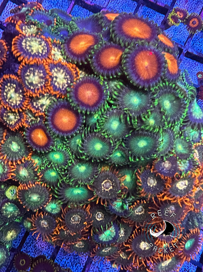 Assorted Zoa Rock Colony