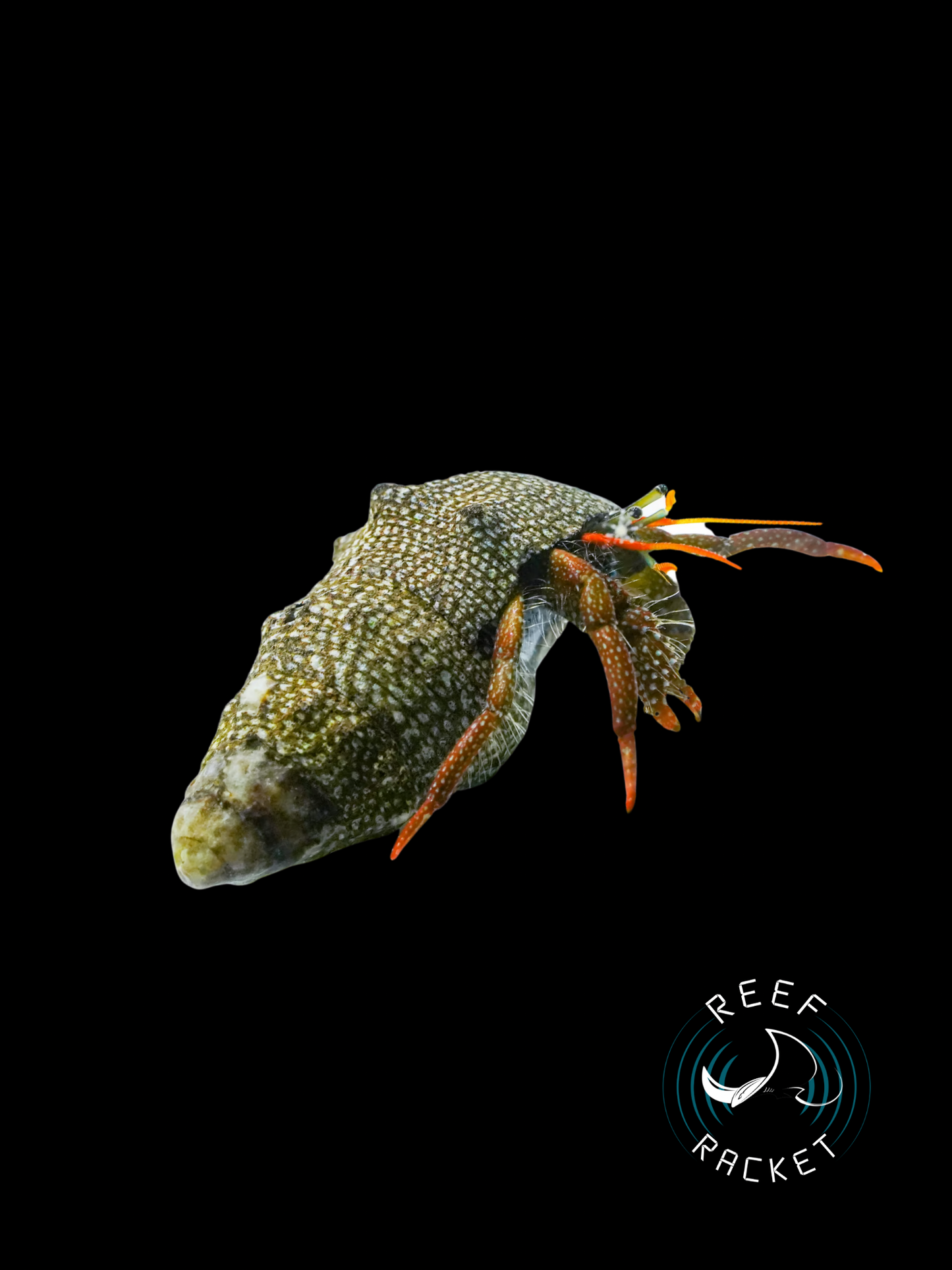 Assorted Red Leg Hermit Crabs (ALGAE KILLERS)
