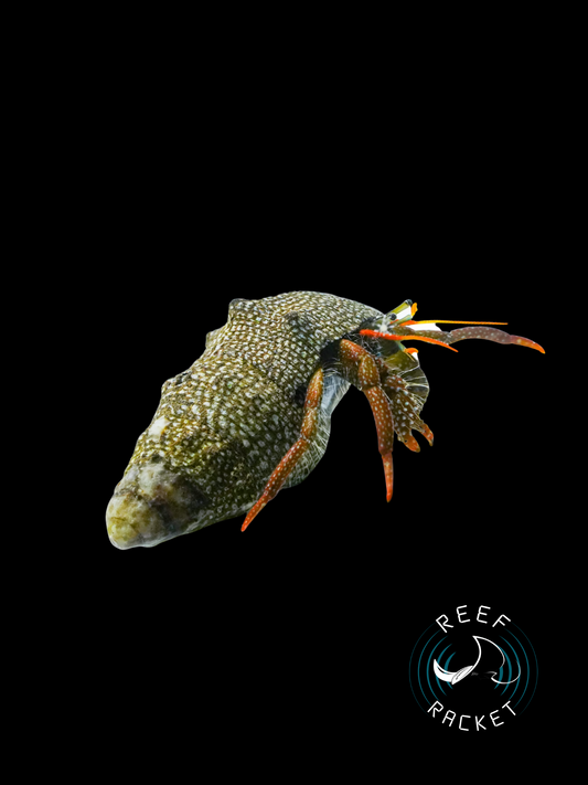 Assorted Red Leg Hermit Crabs (ALGAE KILLERS)