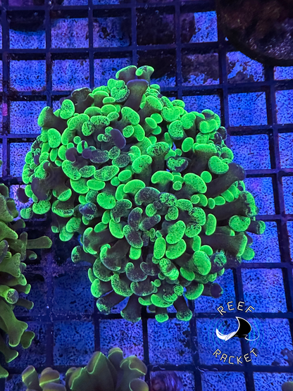 Purple and Green Splatter Hammer