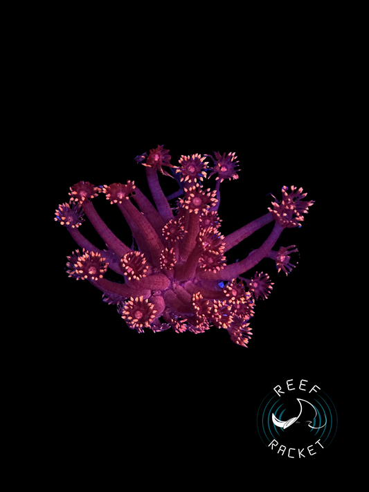 Dark Red Flame Tip Goni