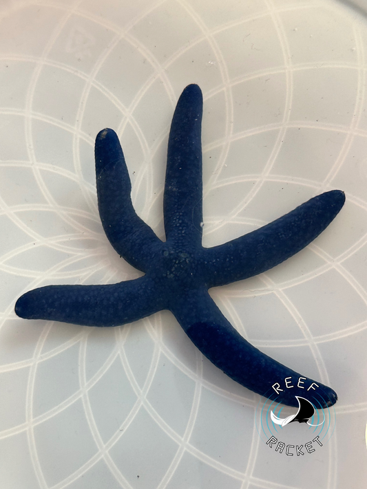 Blue Linkia Starfish- 1A