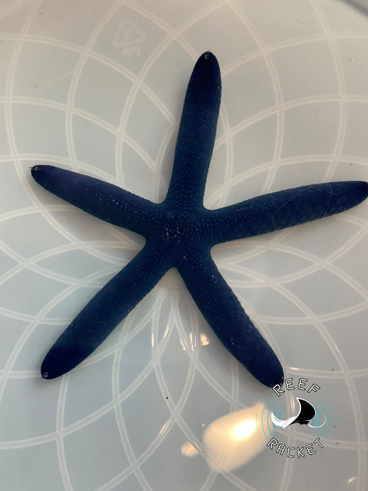 Blue Linkia Starfish- 1B