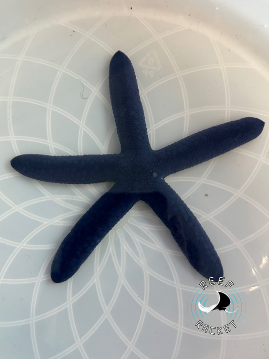 Blue Linkia Starfish- 1C