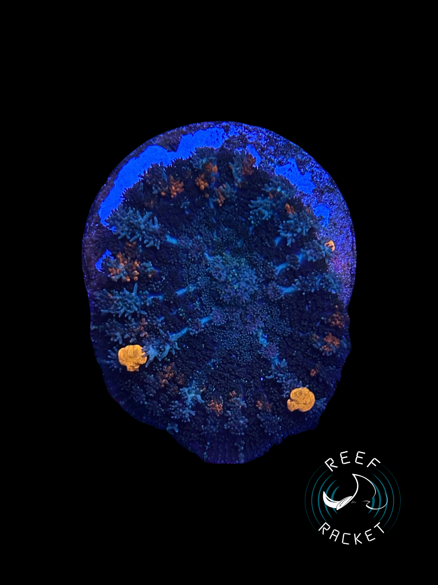 ULTRA Sunkist Bounce Mushroom