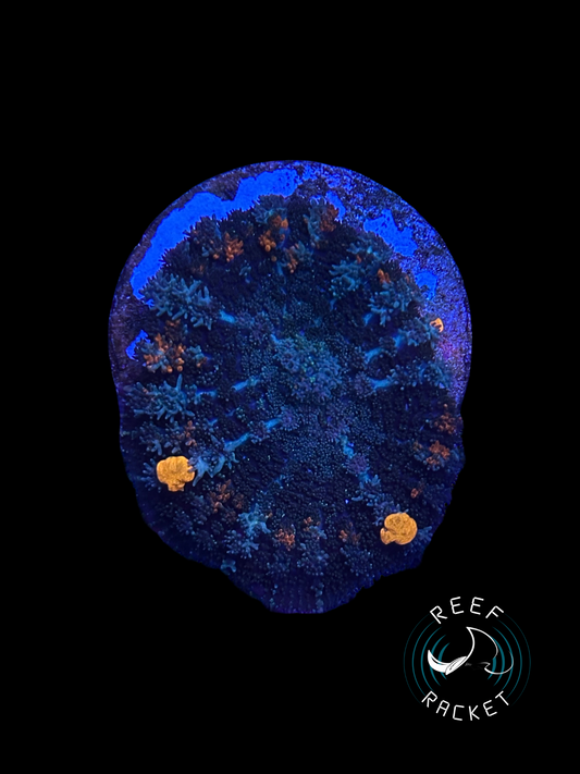 ULTRA Sunkist Bounce Mushroom