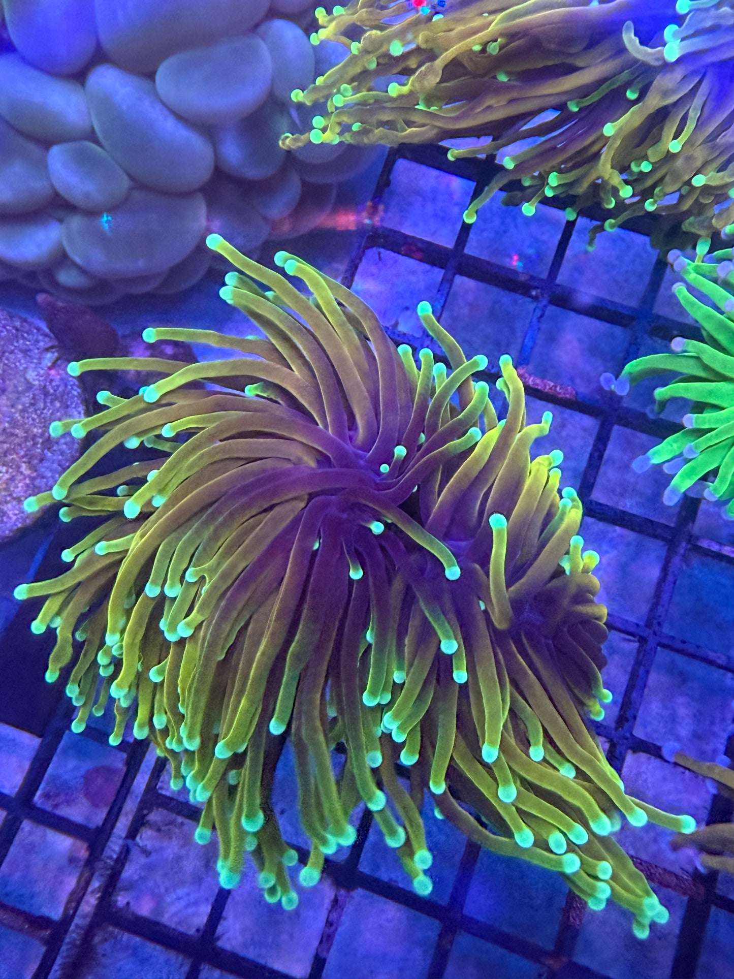 ULTRA Hellfire Torch Colony