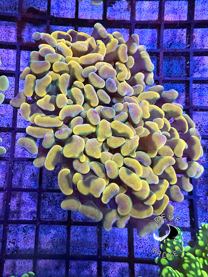 Golden Rainbow Hammer