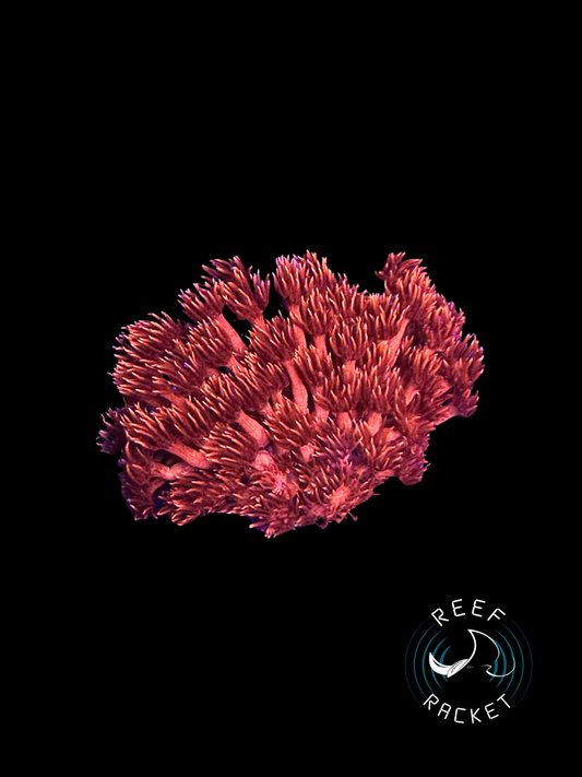 Red Aussie Flame Tipped Goni