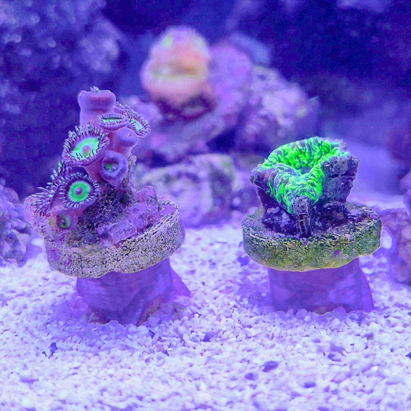 Coral Frag Plug Sand Stands - Set of 5 WYSIWYG Coral by Reef Racket LLC