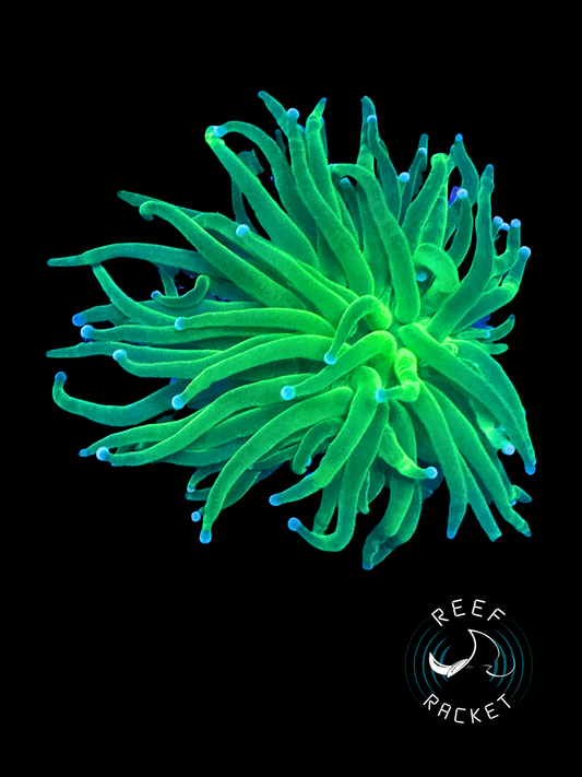Lemmon Lime Torch - 1B