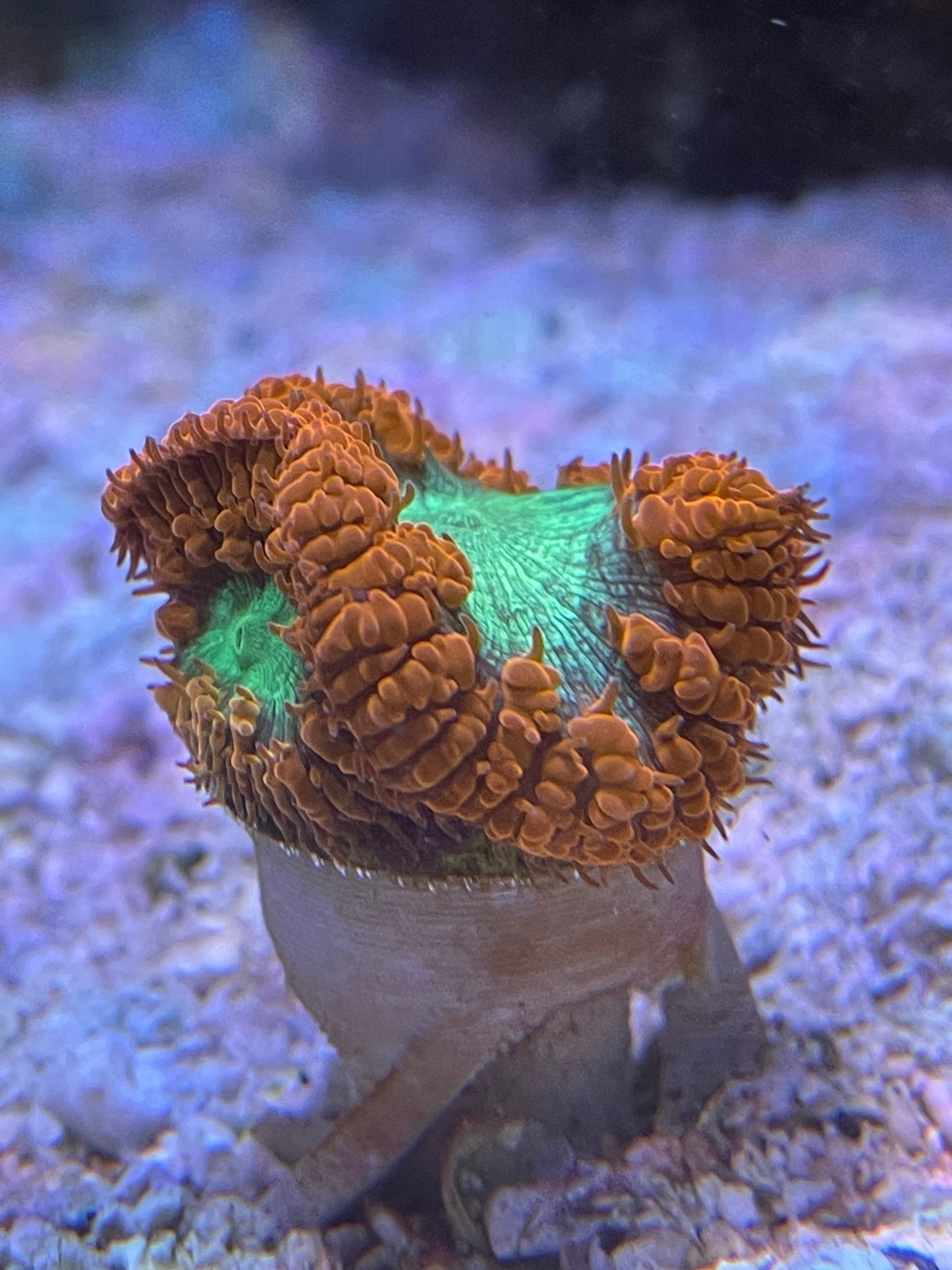 Scoly Stands for Scolymia Corals WYSIWYG Coral by Reef Racket LLC
