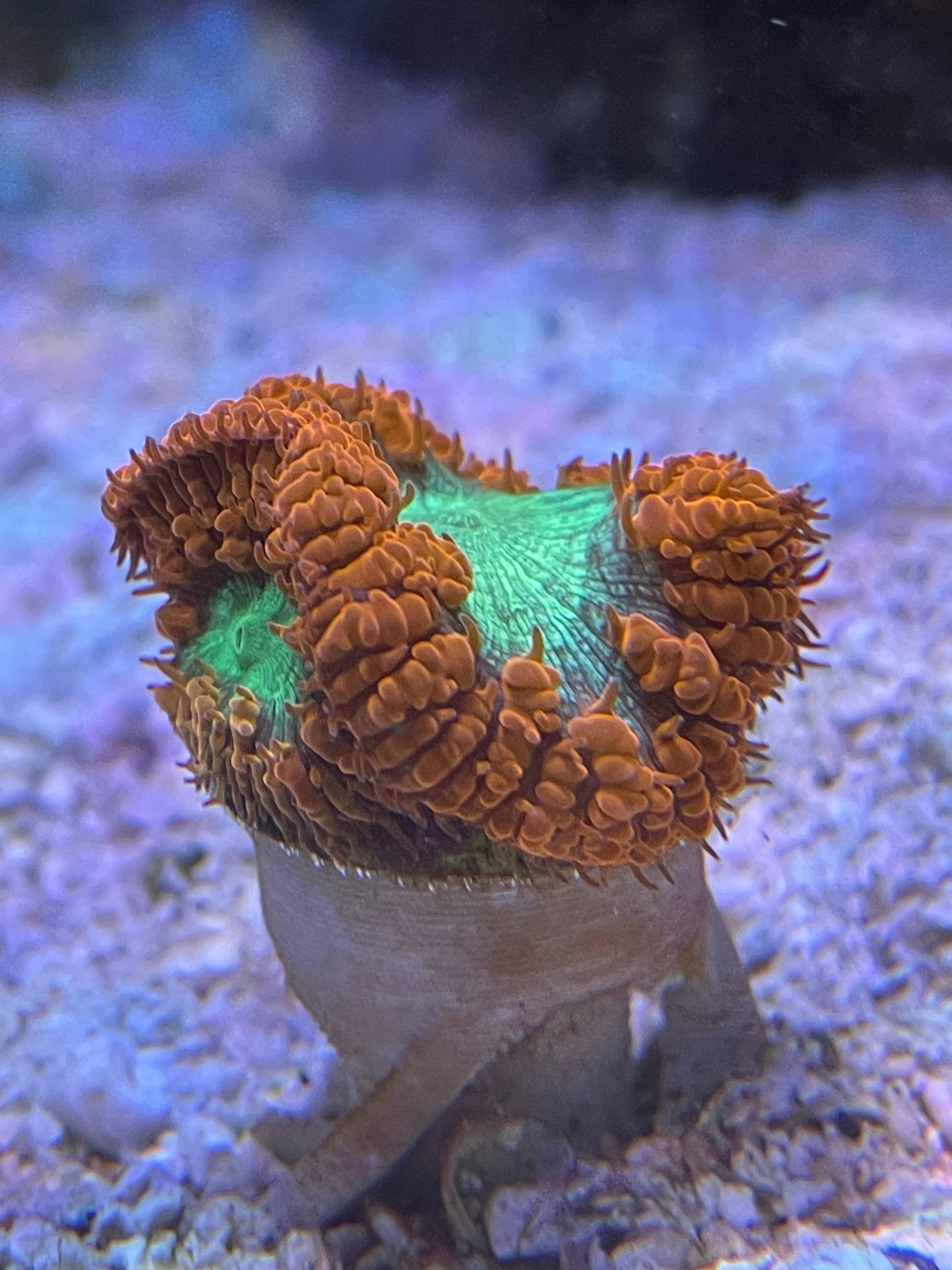 Scoly Stands for Scolymia Corals WYSIWYG Coral by Reef Racket LLC