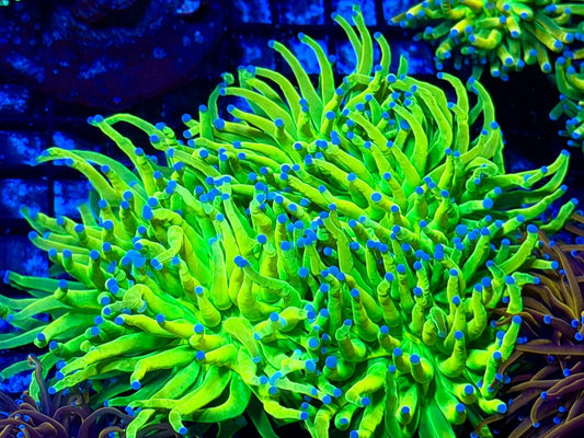 Holy Grail Torch Colony