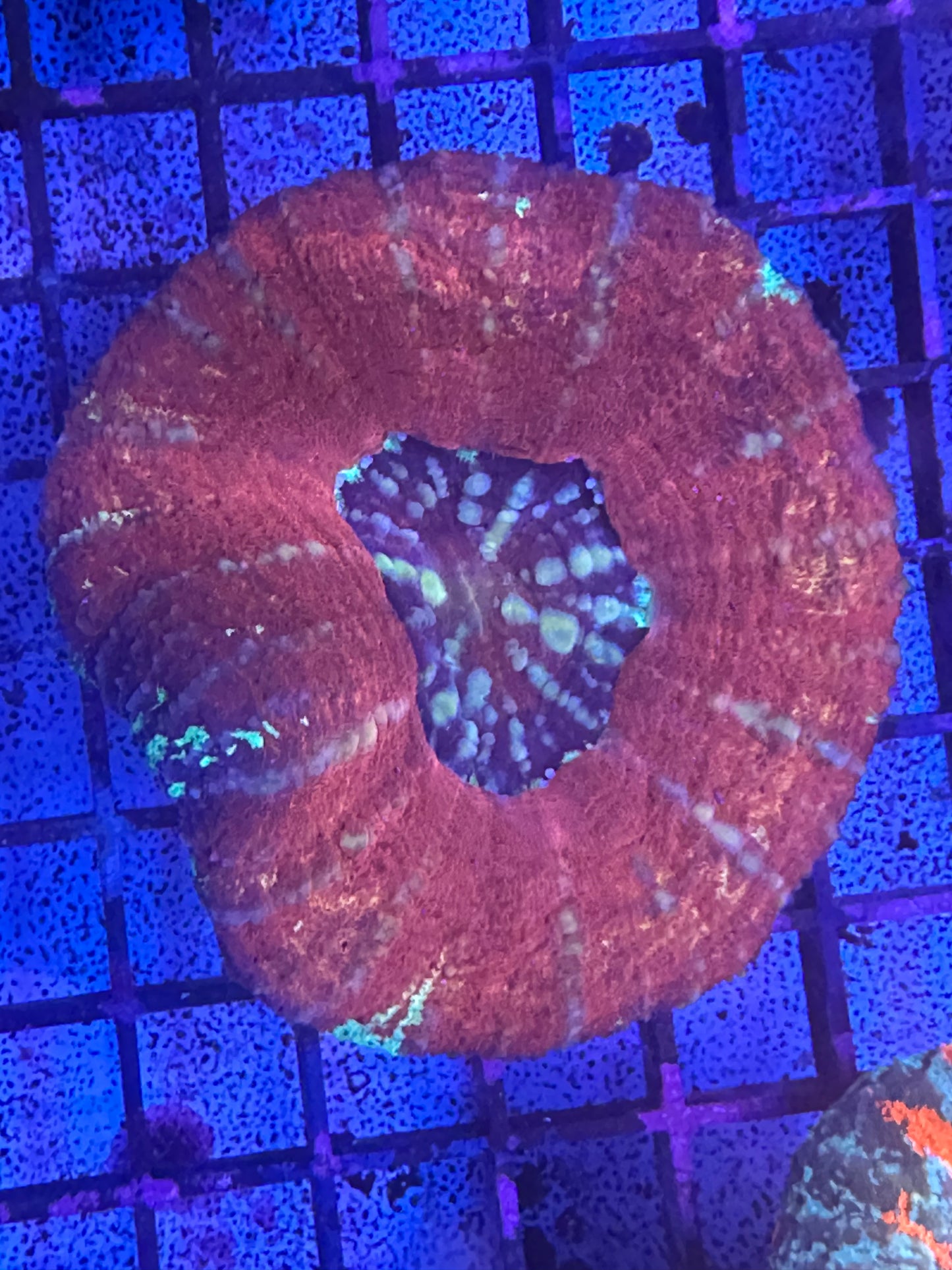 Red UFO Scoly