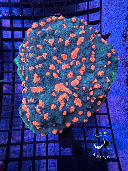 Earth Invader Chalice XXL