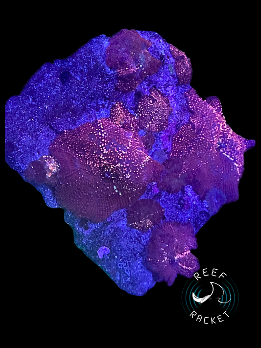 Red Interstellar Discoma Mushroom - Rock Colony