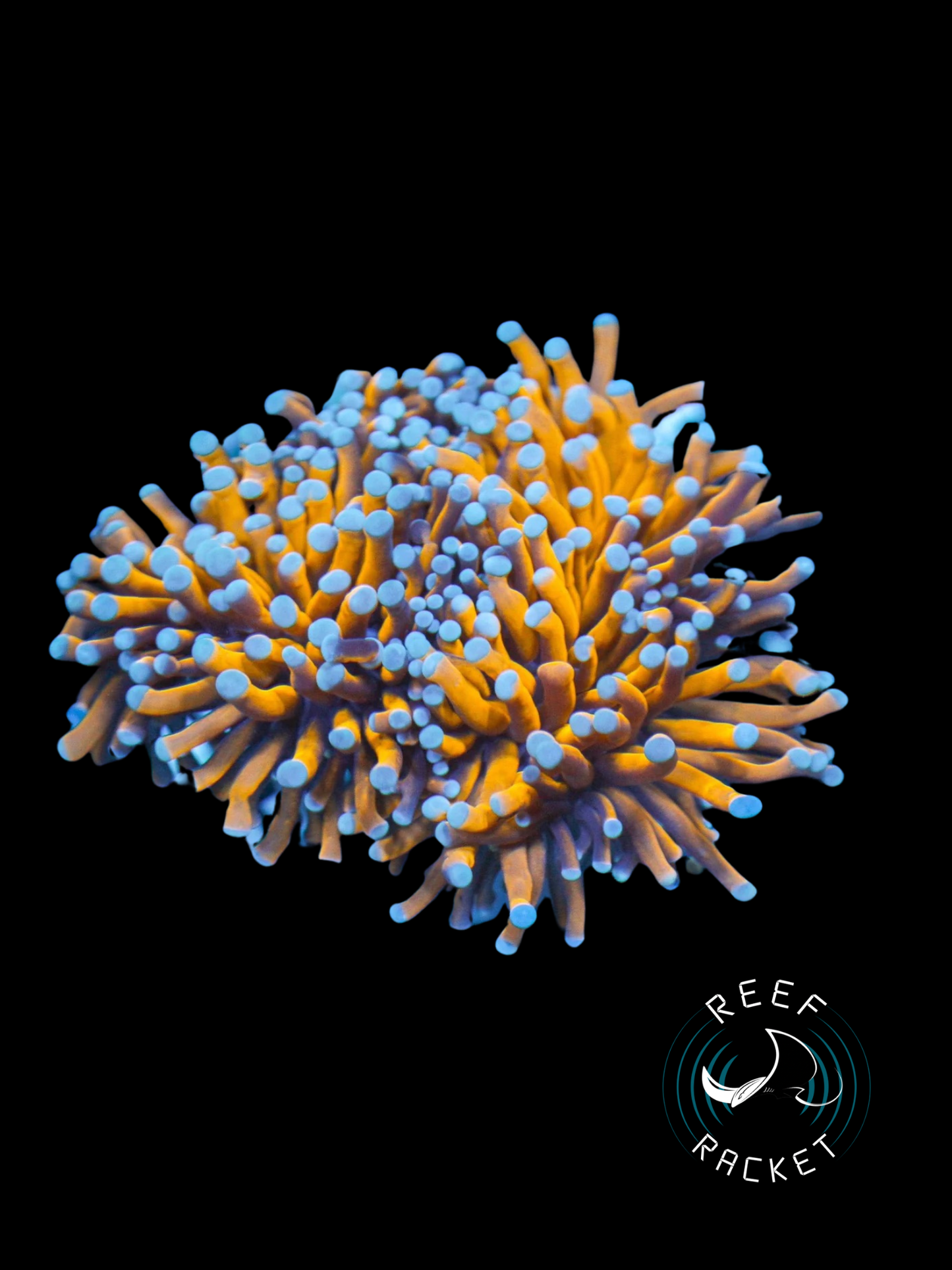 ULTRA Blue-Tipped 24K Gold Torch Torch Coral by Reef Racket LLC