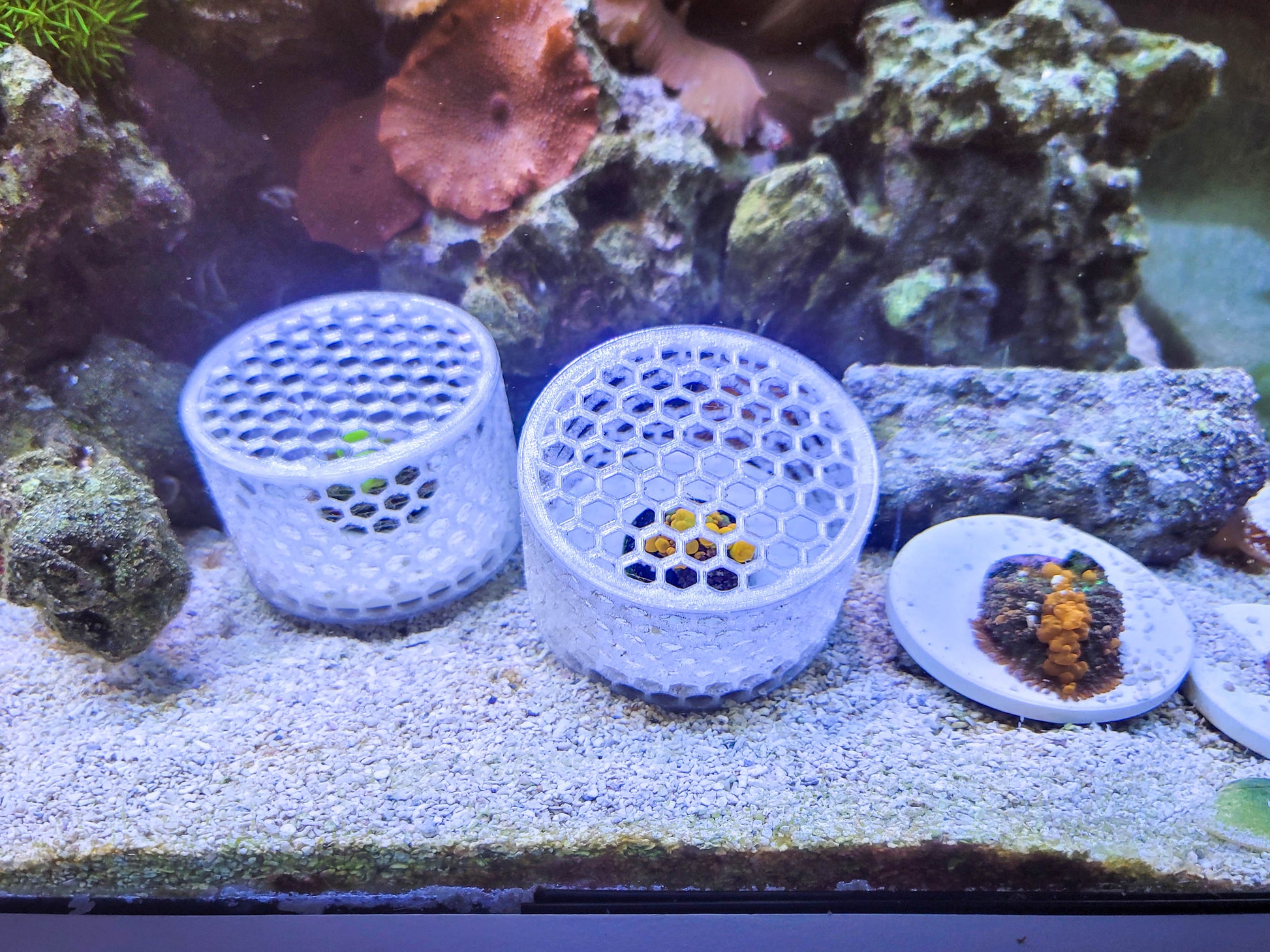 Mushroom Cage Mushroom Coral by Reef Racket LLC