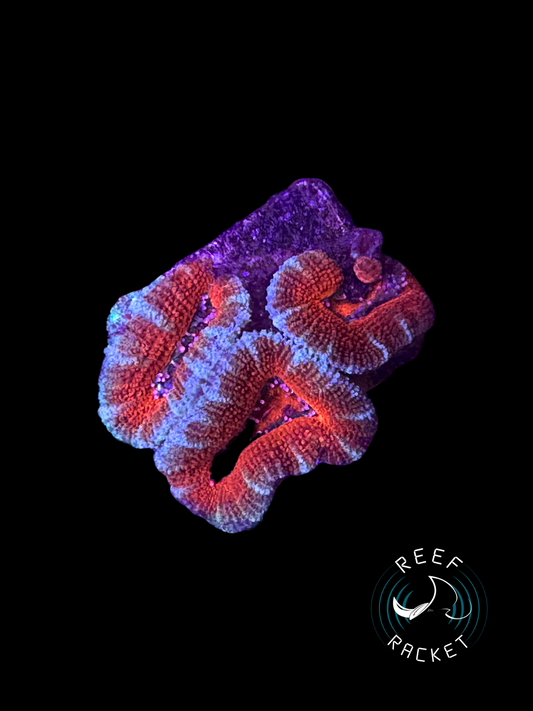 Fire and Ice Acan