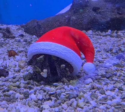 Printed Reef Christmas Sea Urchin Hats | Set of 3 by Reef Racket LLC