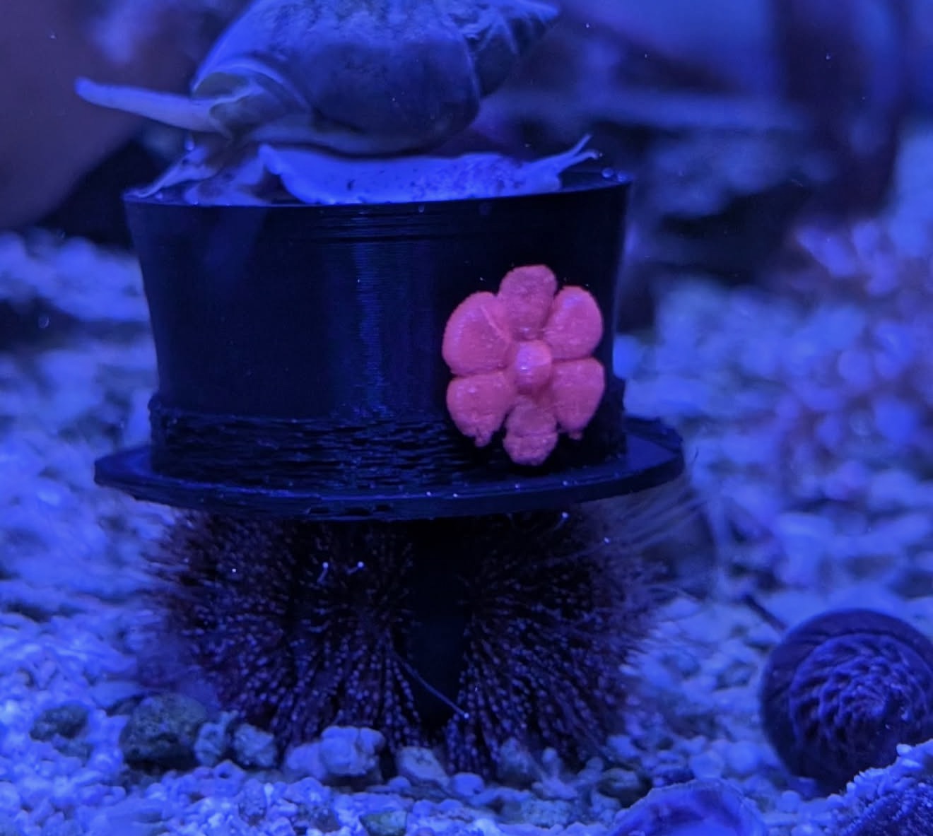 Printed Reef Christmas Sea Urchin Hats | Set of 3 by Reef Racket LLC