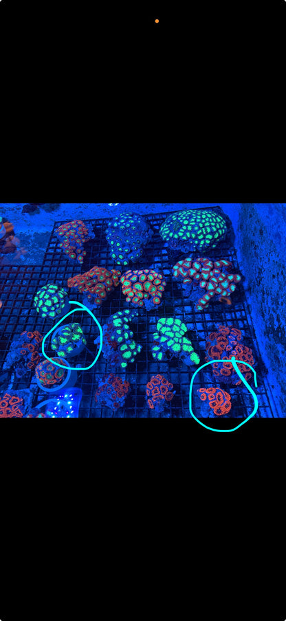 Superman Blasto Colony