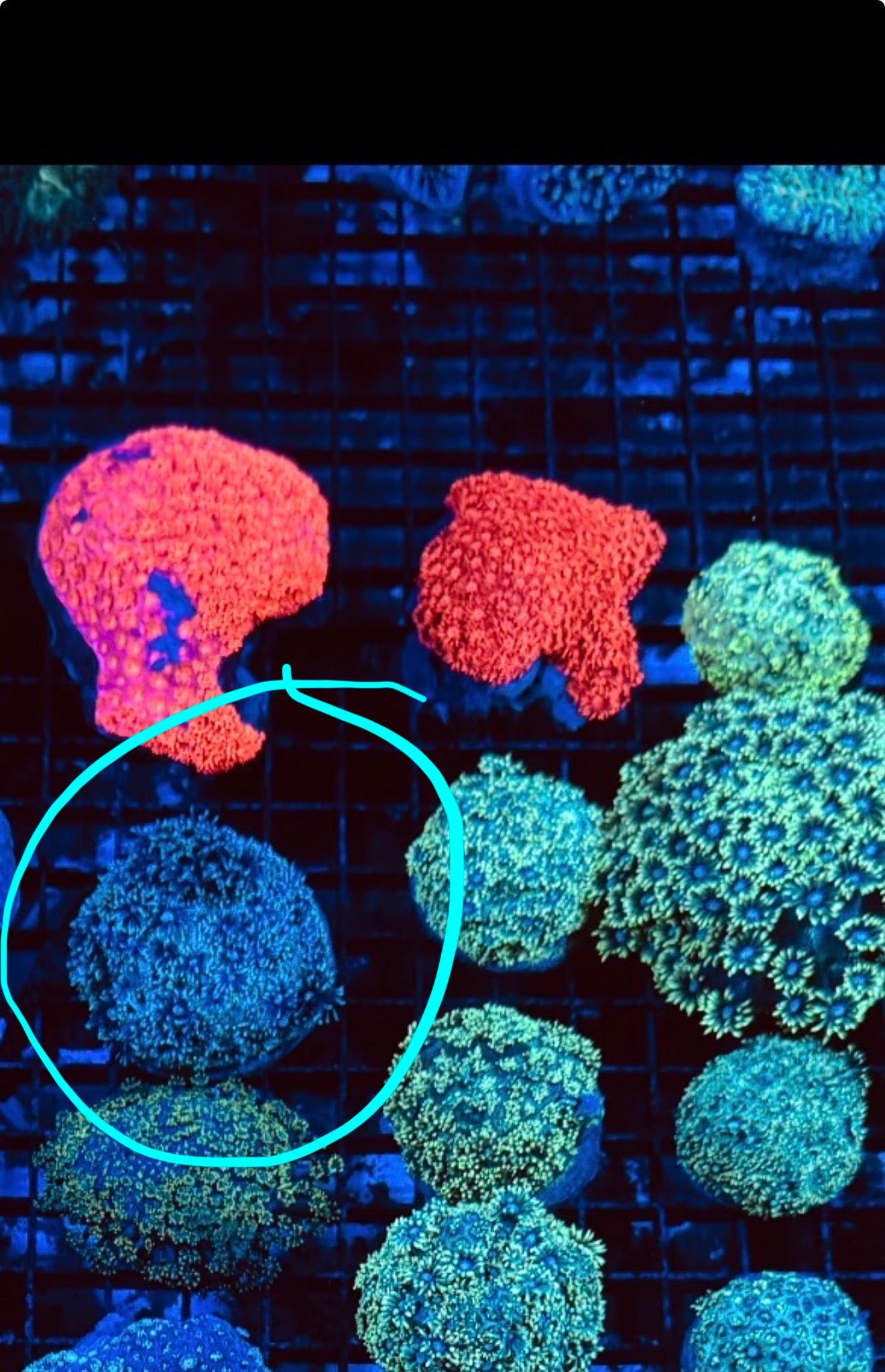 Blue Ball Goni
