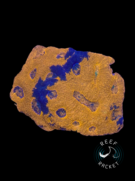 Grafted Orange and Blue Acan Echinata LARGE