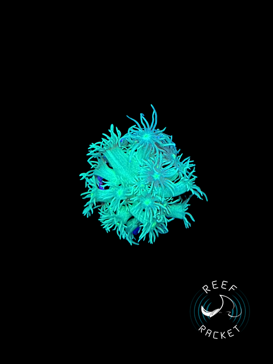 Green Highlighter Goni -1A