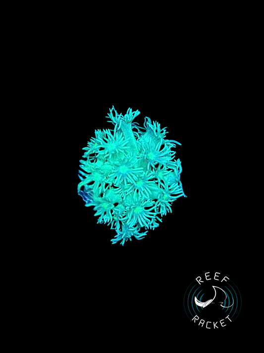 Green Highlighter Goni -1B