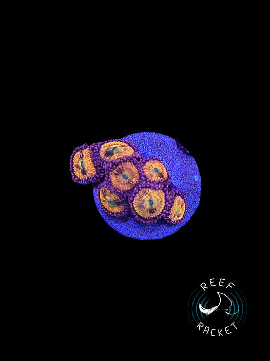 “Halle Berry” Zoas
