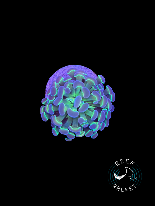 Hologram Hammer -1A