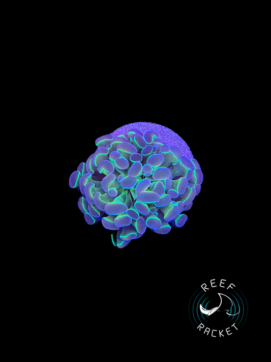 Hologram Hammer -1B