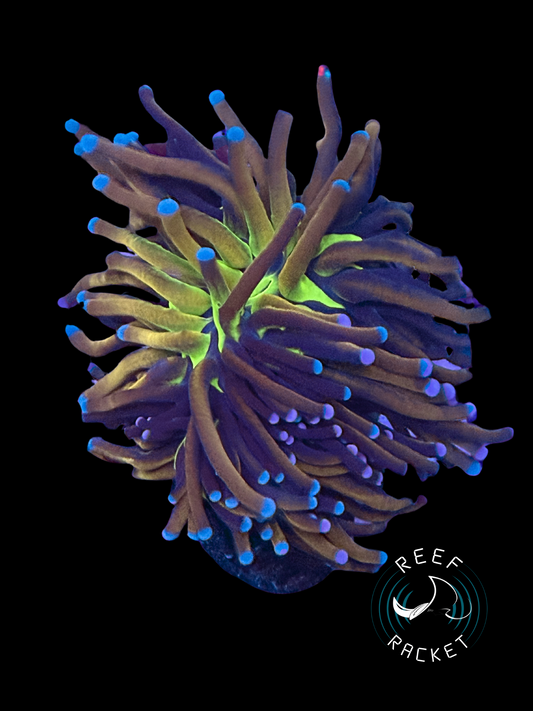 ULTRA Mardi Gras Gold Torch Coral (Double Polyp) 1B