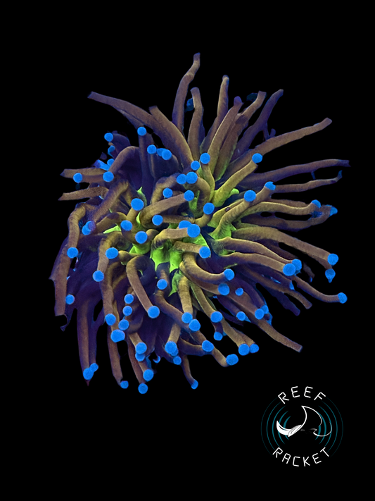 ULTRA Mardi Gras Gold Torch Coral (Sing Polyp) 1A