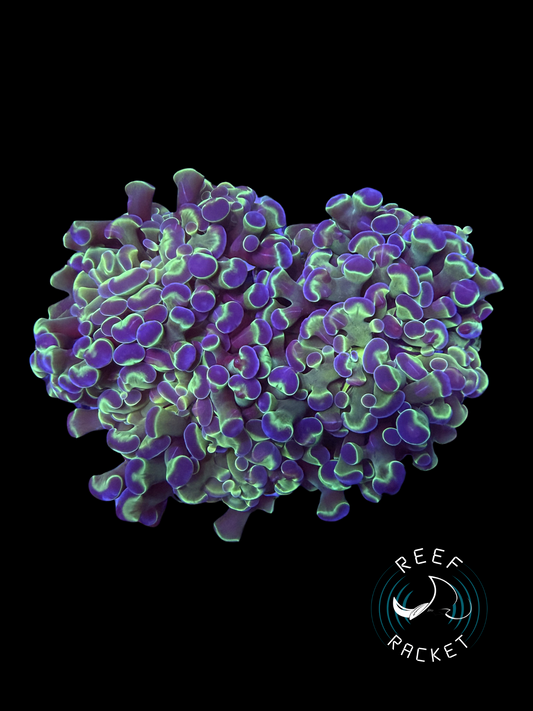 ULTRA Purple and Green Frammer