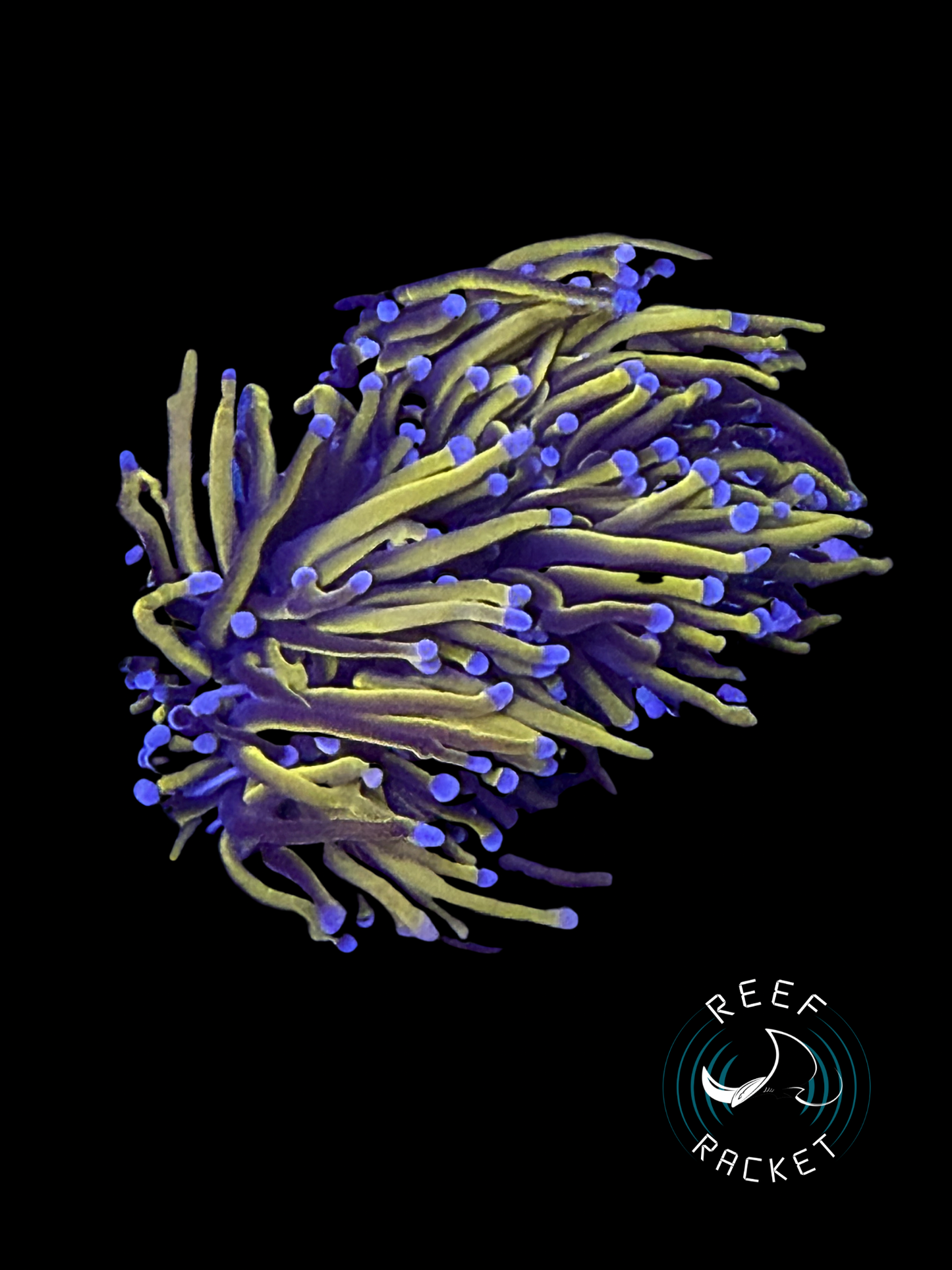 24K Gold Torch (Double Polyp)