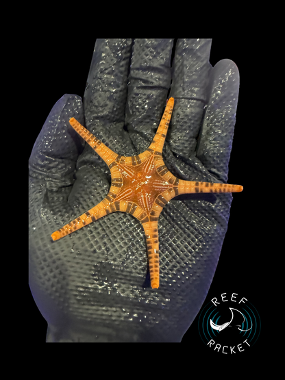 Iconaster Starfish *SPECIAL* Saltwater Starfish by Reef Racket LLC