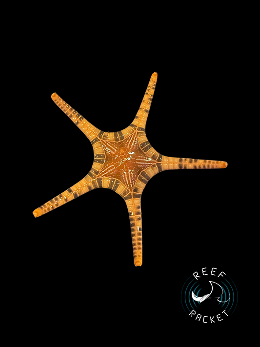 Iconaster Starfish *SPECIAL*