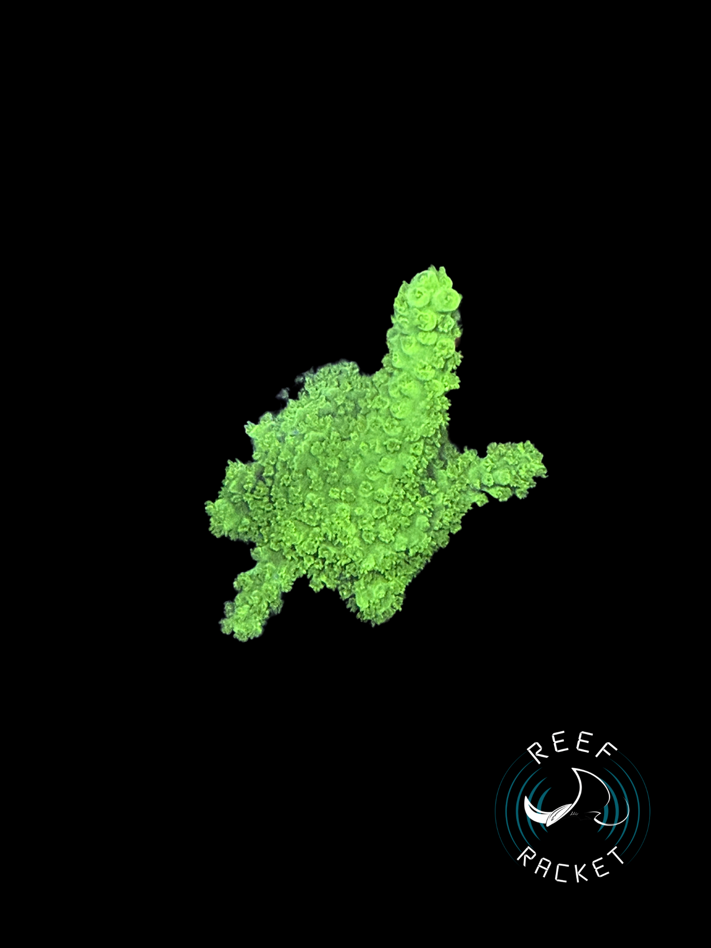 Bali Green Slimer -1B SPS Coral by Reef Racket LLC