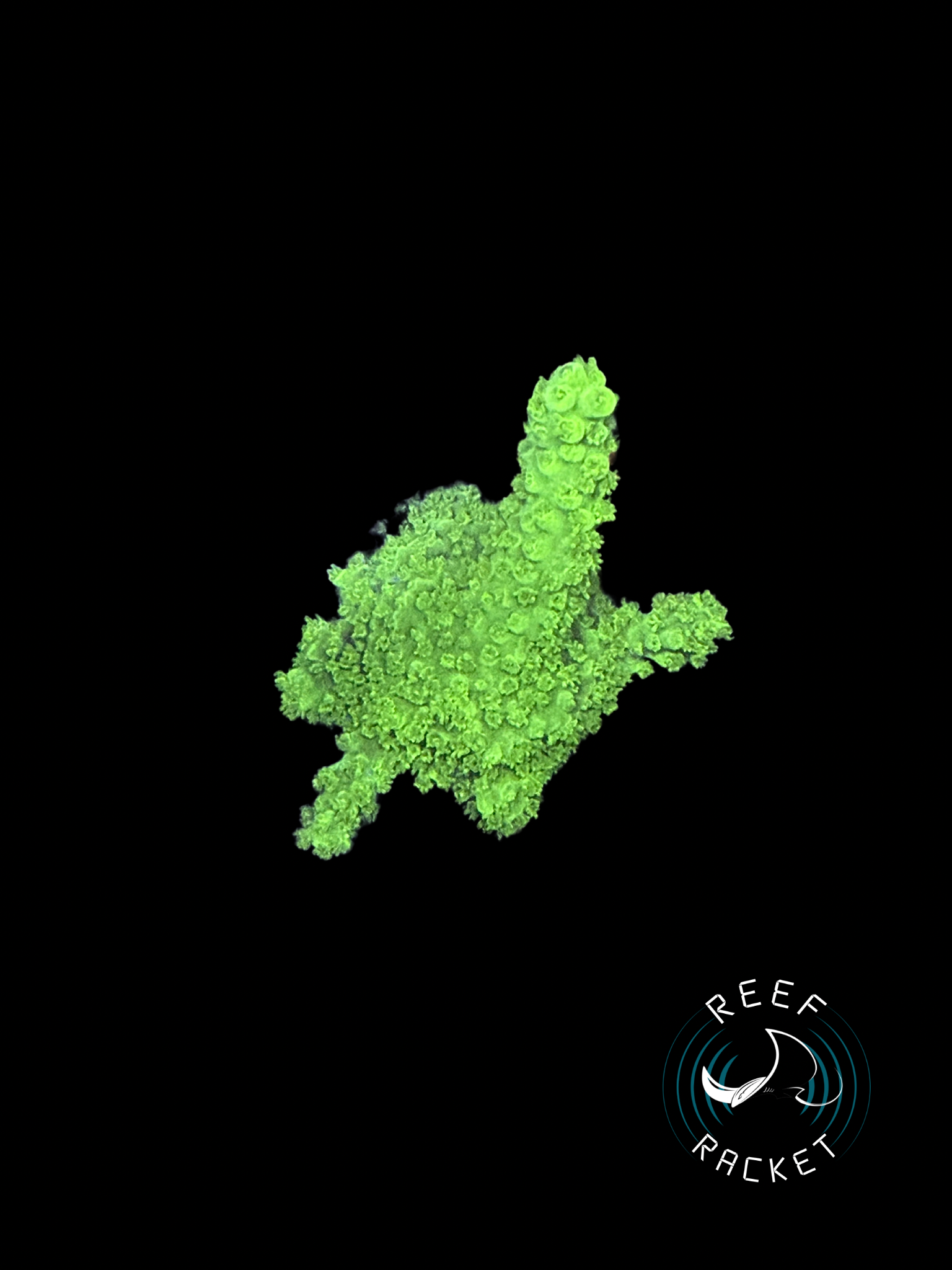 Bali Green Slimer -1B SPS Coral by Reef Racket LLC
