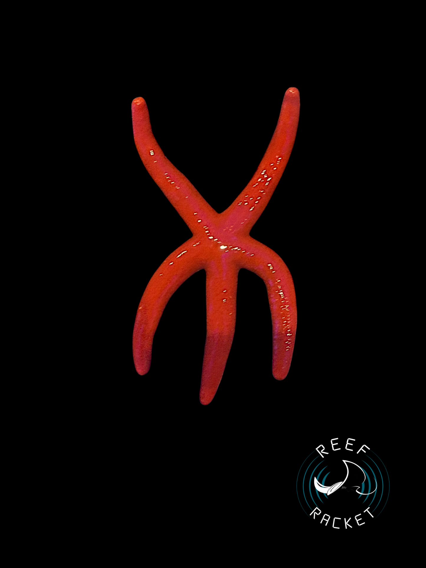 Red Linkia Starfish