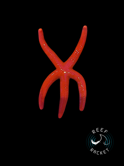 Red Linkia Starfish