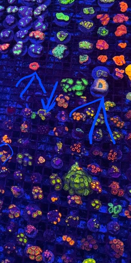 Superman Blasto Colony