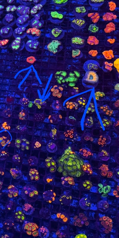 Superman Blasto Colony