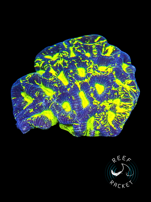 ULTRA Splatter Paint Gonestrea